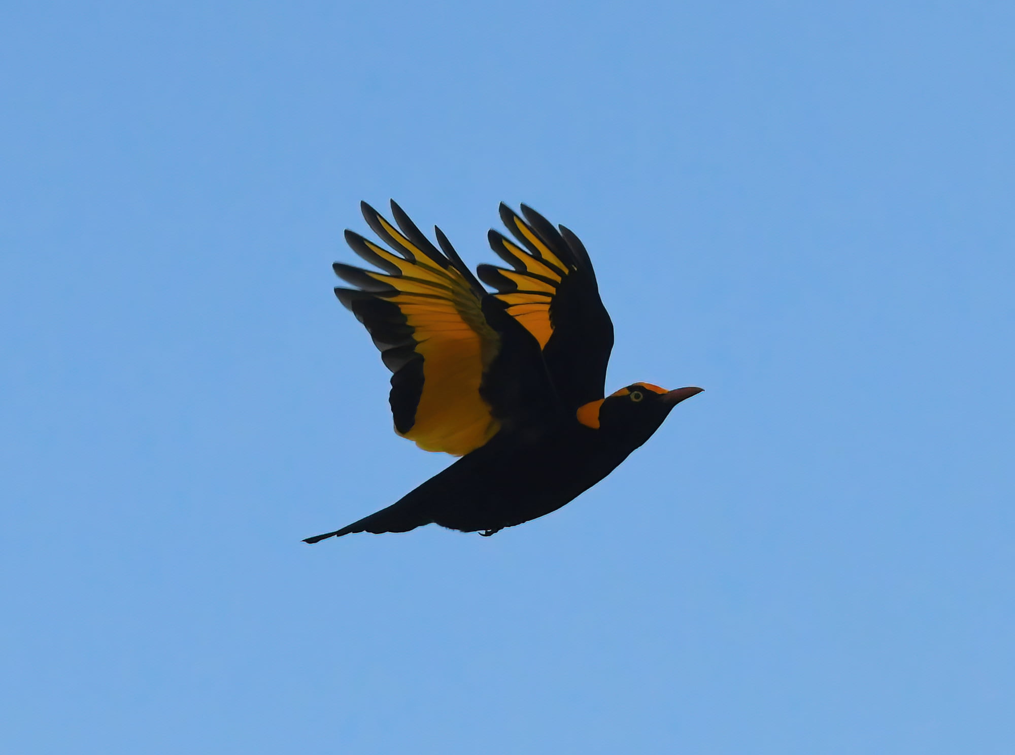 Regent Bowerbird (Sericulus chrysocephalus), O'Reilly, Lamington National Park, QLD © Dorothy Latimer