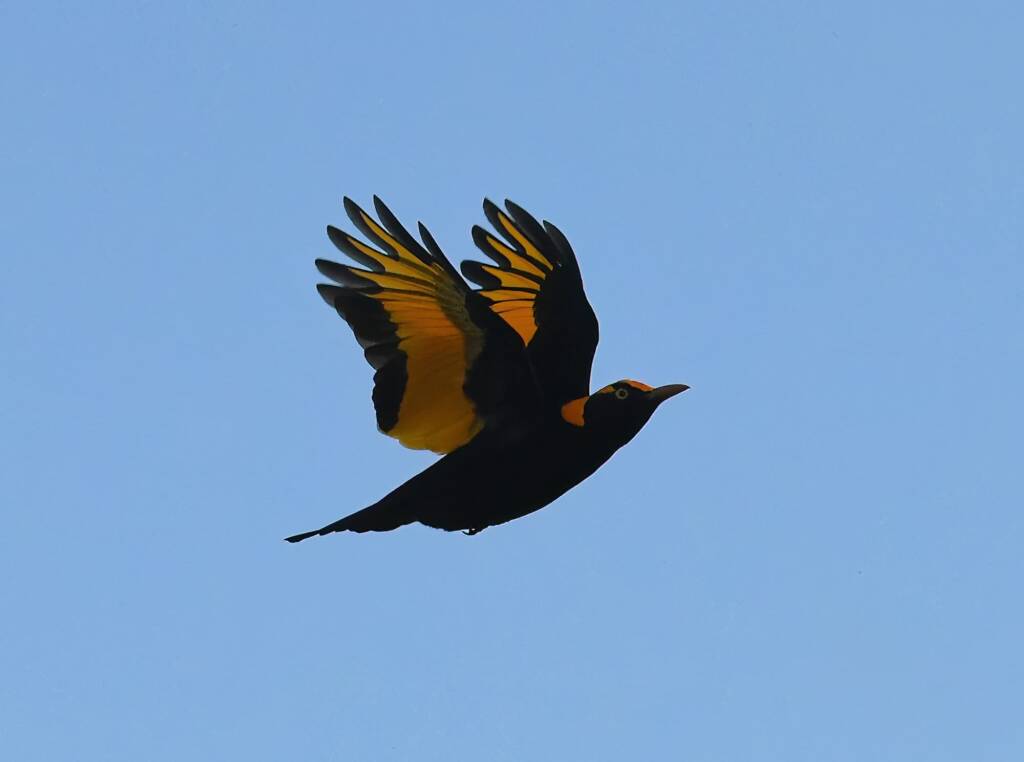 Regent Bowerbird (Sericulus chrysocephalus), O'Reilly, Lamington National Park, QLD
