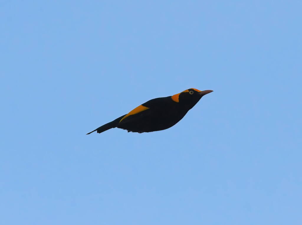 Regent Bowerbird (Sericulus chrysocephalus), O'Reilly, Lamington National Park, QLD © Dorothy Latimer