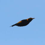 Regent Bowerbird (Sericulus chrysocephalus), O'Reilly, Lamington National Park, QLD © Dorothy Latimer