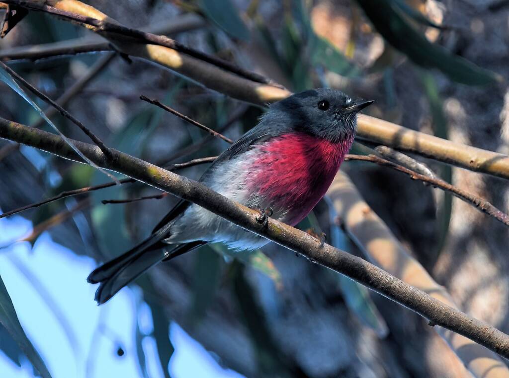 Rose Robin (Petroica rosea), Lamington National Park, QLD
