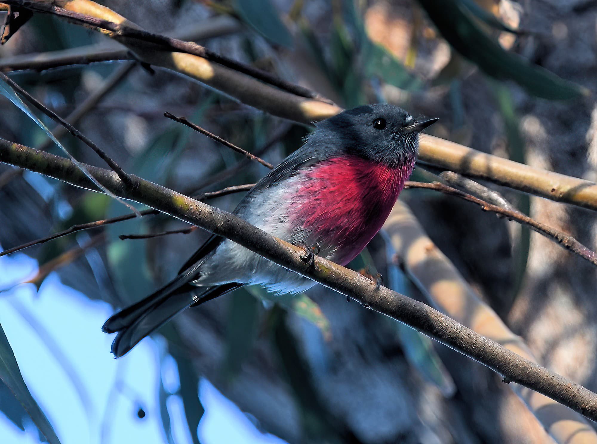 Rose Robin (Petroica rosea), Lamington National Park, QLD