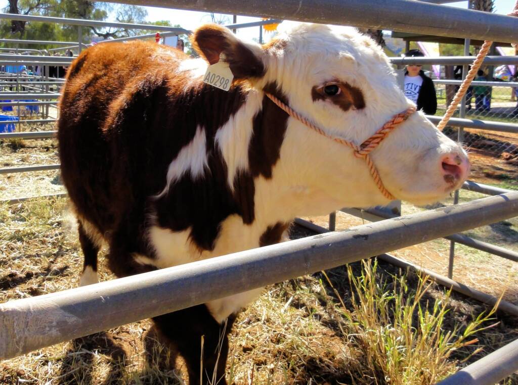 Cattle, Alice Springs Show 2015