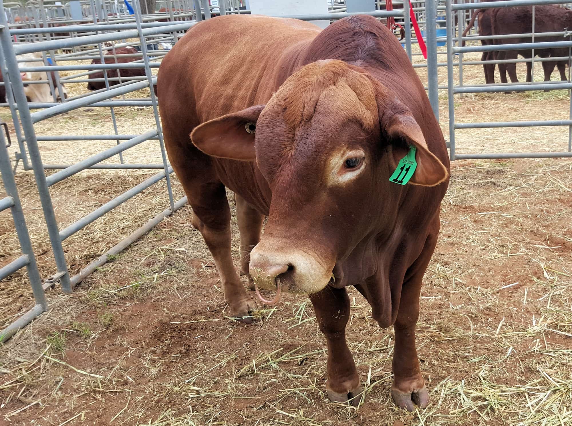 Droughtmaster, Alice Springs Show 2016