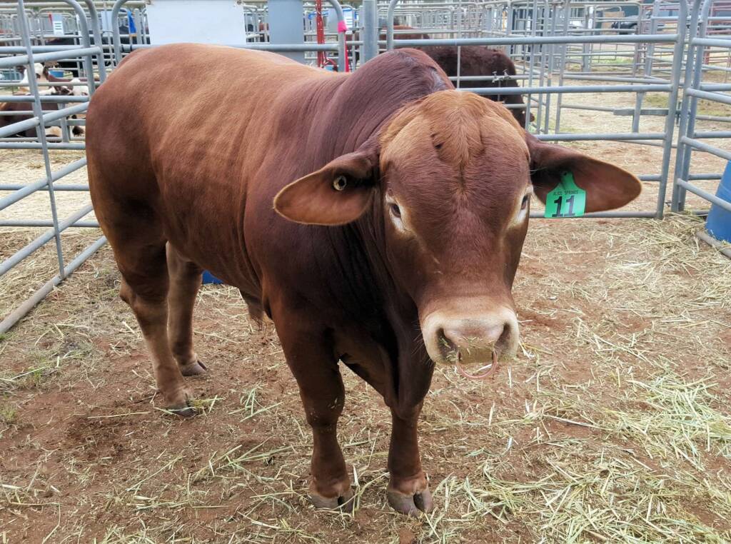 Droughtmaster, Alice Springs Show 2016