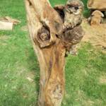 Chainsaw art and wood work at the Alice Springs Show