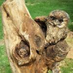Chainsaw art and wood work at the Alice Springs Show