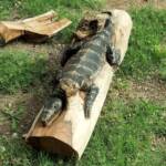 Chainsaw art and wood work at the Alice Springs Show