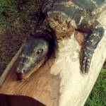 Chainsaw art and wood work at the Alice Springs Show