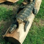 Chainsaw art and wood work at the Alice Springs Show