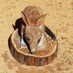 Chainsaw art and wood work at the Alice Springs Show
