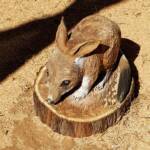 Chainsaw art and wood work at the Alice Springs Show