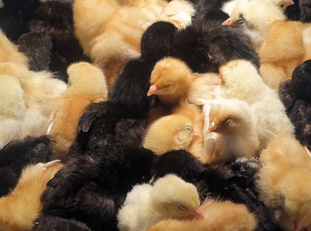 Chicks, Alice Springs Show 2023