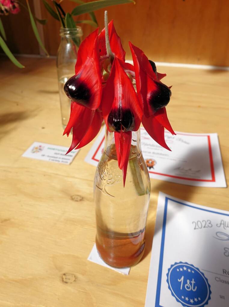 1st Prize Horticulture Award Roland Maddocks - Class L10 - Sturt Desert Pea (1 cut), Alice Springs Show 2023