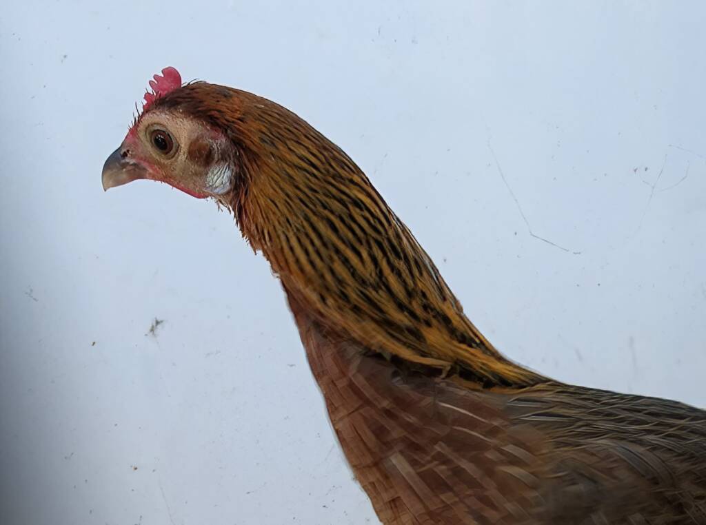 Champion Field & Forest Poultry Award Hamish Materne, Alice Springs Show 2023