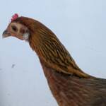 Champion Field & Forest Poultry Award Hamish Materne, Alice Springs Show 2023