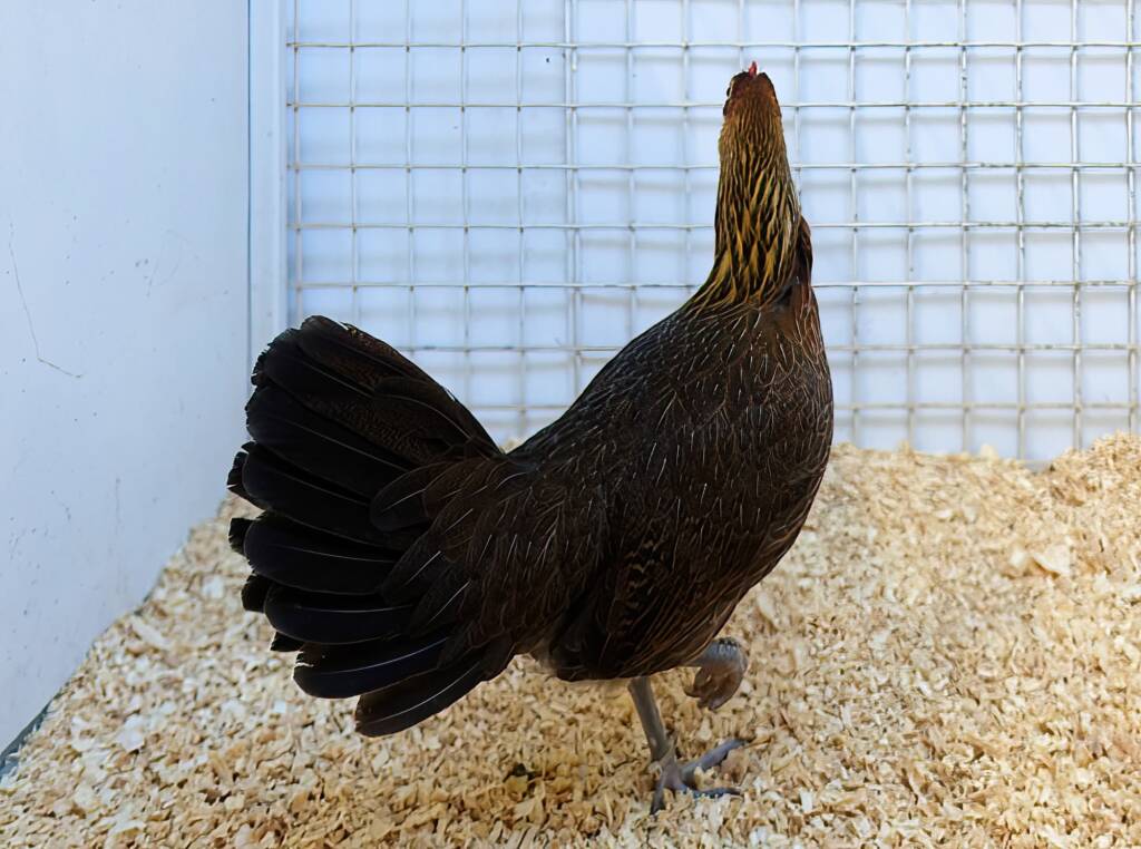 Champion Field & Forest Poultry Award Hamish Materne, Alice Springs Show 2023