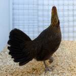 Champion Field & Forest Poultry Award Hamish Materne, Alice Springs Show 2023