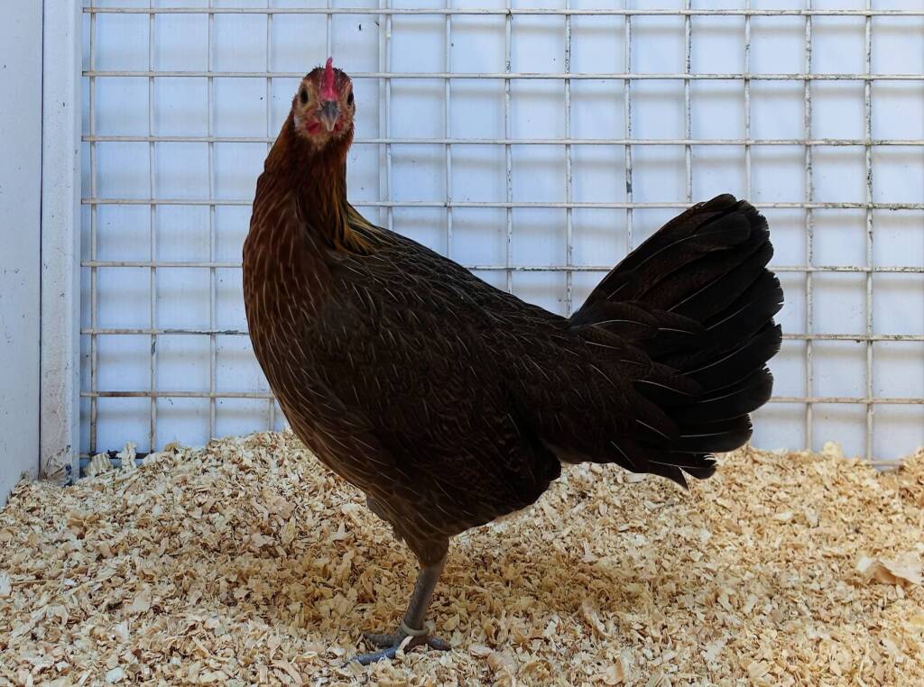 Champion Field & Forest Poultry Award Hamish Materne, Alice Springs Show 2023