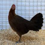 Champion Field & Forest Poultry Award Hamish Materne, Alice Springs Show 2023