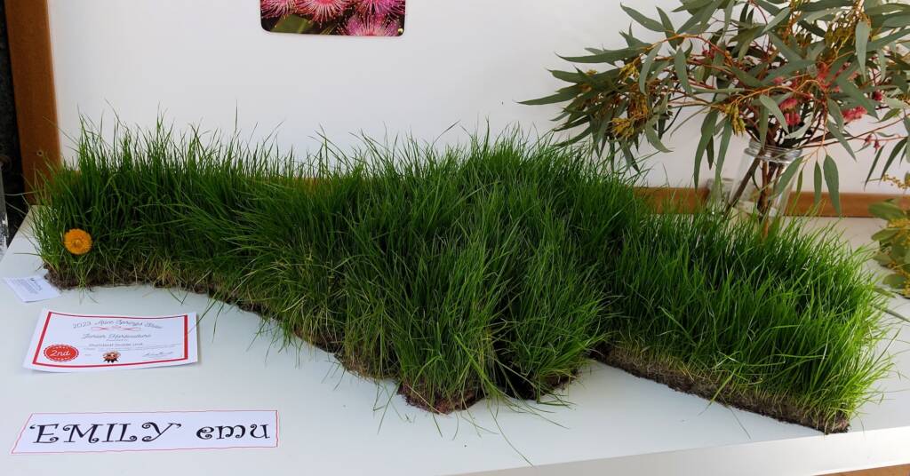 2nd Prize Junior Horticulture Award - Gumleaf Guide Unit - EMILY emu - Class LJ14, Alice Springs Show 2023