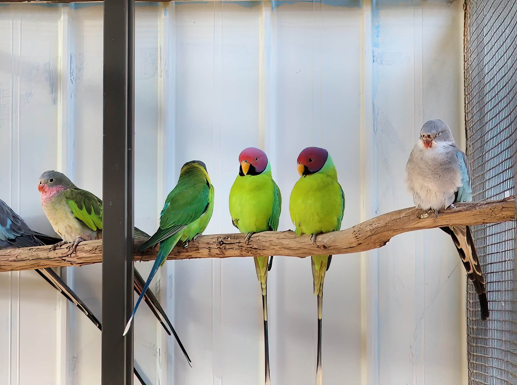 Parrots, Alice Springs Show 2010