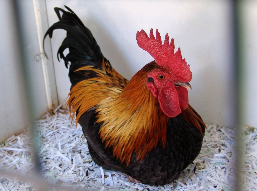 Hard Feather Chicken, Alice Springs Show 2008