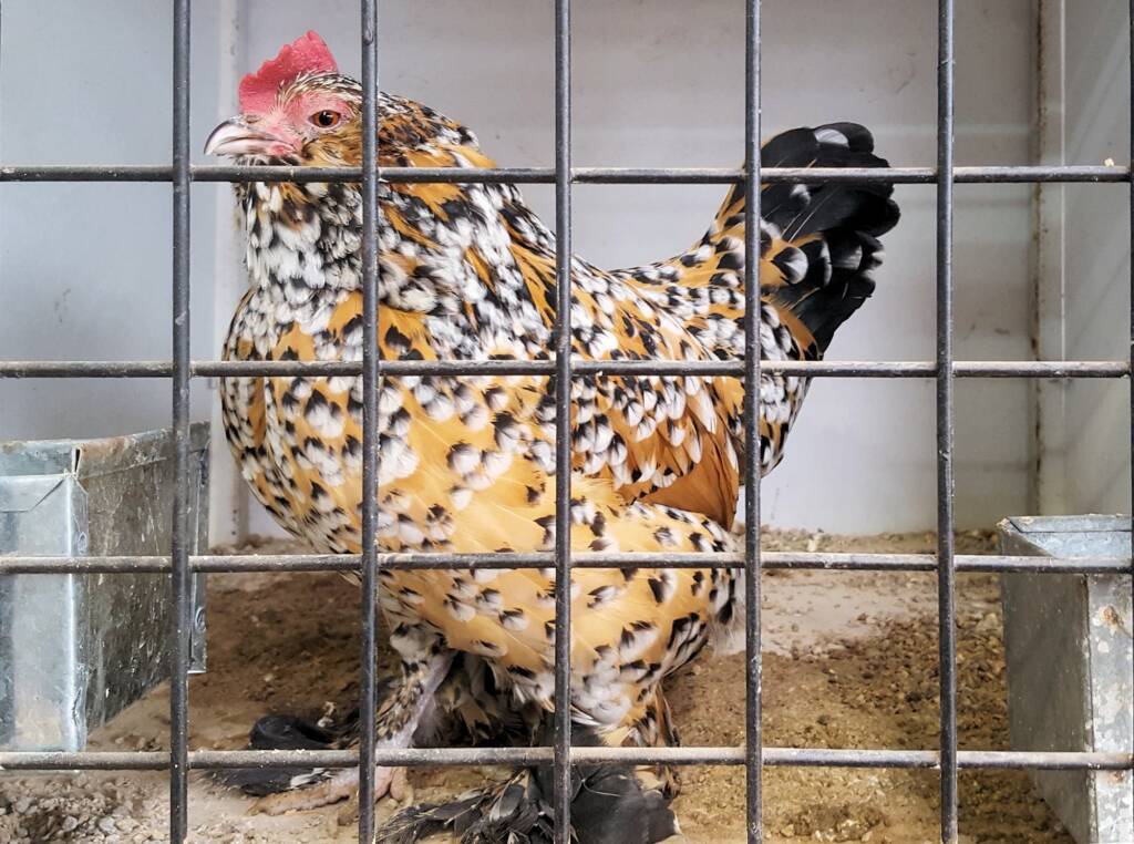2nd Prize Poultry Award Lucy Materne Class P69, Soft Feather Bantam (female) - any other variety, Alice Springs Show 2016