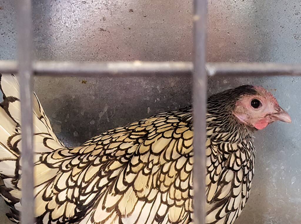 1st Prize Poultry Award Wulf Pfau Sebright (female) - Silver, Class P92, Soft Feather Bantam, Alice Springs Show 2016