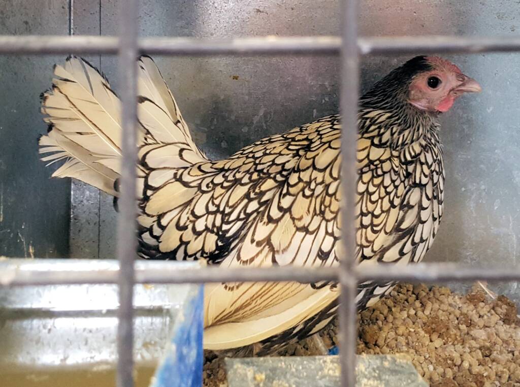 1st Prize Poultry Award Wulf Pfau Sebright (female) - Silver, Class P92, Soft Feather Bantam, Alice Springs Show 2016