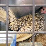 1st Prize Poultry Award Wulf Pfau Sebright (female) - Silver, Class P92, Soft Feather Bantam, Alice Springs Show 2016