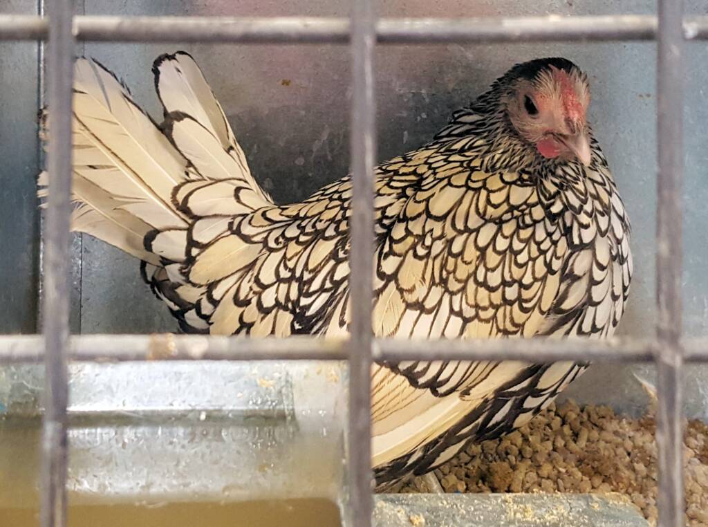 1st Prize Poultry Award Wulf Pfau Sebright (female) - Silver, Class P92, Soft Feather Bantam, Alice Springs Show 2016