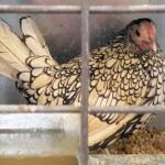 1st Prize Poultry Award Wulf Pfau Sebright (female) - Silver, Class P92, Soft Feather Bantam, Alice Springs Show 2016