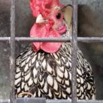 1st Prize Poultry Award Wulf Pfau Sebright (male) - Silver, Class P91, Soft Feather Bantam, Alice Springs Show 2016