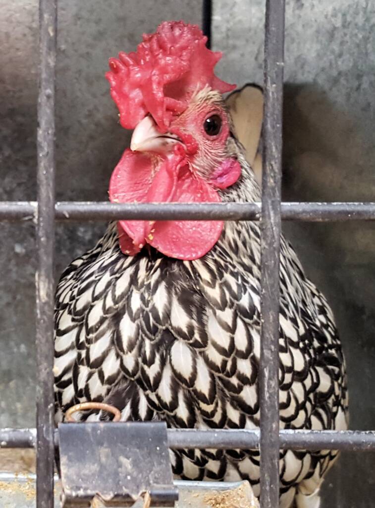 1st Prize Poultry Award Wulf Pfau Sebright (male) - Silver, Class P91, Soft Feather Bantam, Alice Springs Show 2016