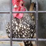 1st Prize Poultry Award Wulf Pfau Sebright (male) - Silver, Class P91, Soft Feather Bantam, Alice Springs Show 2016