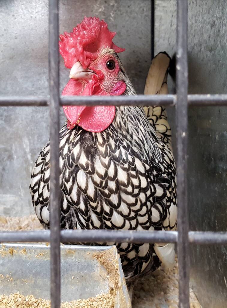 1st Prize Poultry Award Wulf Pfau Sebright (male) - Silver, Class P91, Soft Feather Bantam, Alice Springs Show 2016