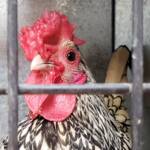 1st Prize Poultry Award Wulf Pfau Sebright (male) - Silver, Class P91, Soft Feather Bantam, Alice Springs Show 2016