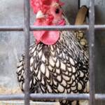1st Prize Poultry Award Wulf Pfau Sebright (male) - Silver, Class P91, Soft Feather Bantam, Alice Springs Show 2016