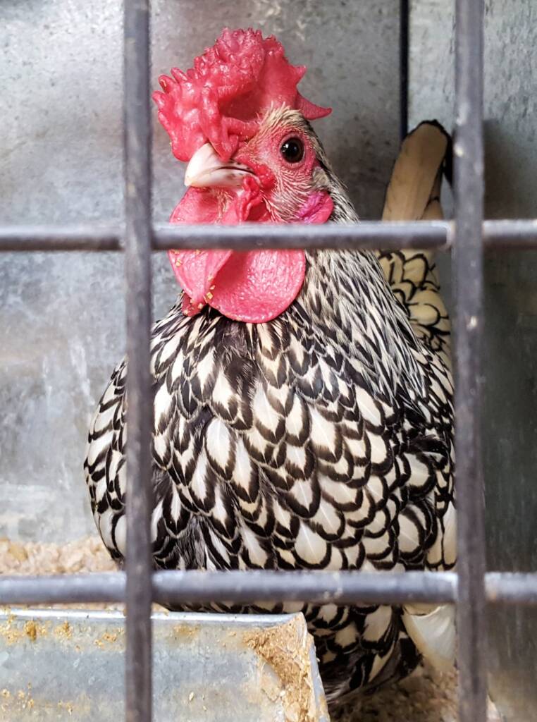 1st Prize Poultry Award Wulf Pfau Sebright (male) - Silver, Class P91, Soft Feather Bantam, Alice Springs Show 2016
