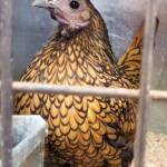 1st Prize Poultry Award Wulf Pfau Sebright (female) - Gold, Class P90, Soft Feather Bantam, Alice Springs Show 2016