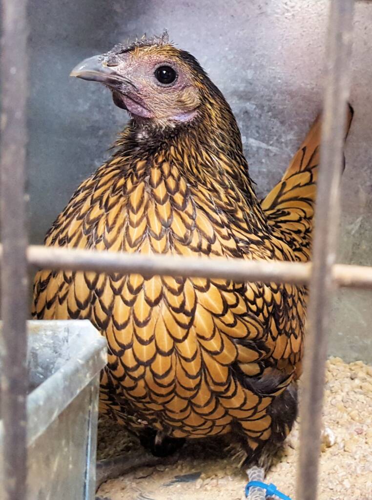 1st Prize Poultry Award Wulf Pfau Sebright (female) - Gold, Class P90, Soft Feather Bantam, Alice Springs Show 2016