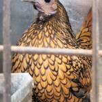 1st Prize Poultry Award Wulf Pfau Sebright (female) - Gold, Class P90, Soft Feather Bantam, Alice Springs Show 2016