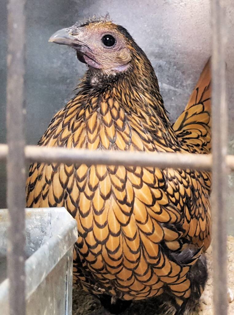 1st Prize Poultry Award Wulf Pfau Sebright (female) - Gold, Class P90, Soft Feather Bantam, Alice Springs Show 2016