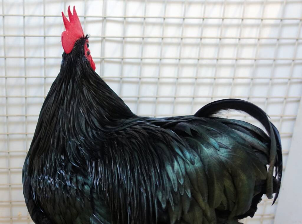 Champion Poultry Award Fiona Whan Champion Heavy Breed / Reserve Champion Poultry Most Outstanding Exhibit Award Fiona Whan Reserve Champion, Alice Springs Show 2023