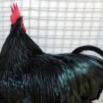 Champion Poultry Award Fiona Whan Champion Heavy Breed / Reserve Champion Poultry Most Outstanding Exhibit Award Fiona Whan Reserve Champion, Alice Springs Show 2023