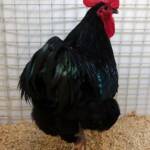 Champion Poultry Award Fiona Whan Champion Heavy Breed / Reserve Champion Poultry Most Outstanding Exhibit Award Fiona Whan Reserve Champion, Alice Springs Show 2023