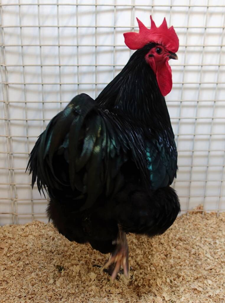 Champion Poultry Award Fiona Whan Champion Heavy Breed / Reserve Champion Poultry Most Outstanding Exhibit Award Fiona Whan Reserve Champion, Alice Springs Show 2023