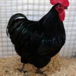 Champion Poultry Award Fiona Whan Champion Heavy Breed / Reserve Champion Poultry Most Outstanding Exhibit Award Fiona Whan Reserve Champion, Alice Springs Show 2023