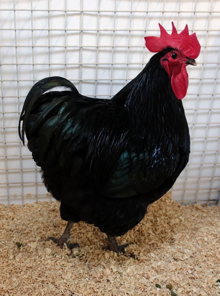 Champion Poultry Award Fiona Whan Champion Heavy Breed / Reserve Champion Poultry Most Outstanding Exhibit Award Fiona Whan Reserve Champion, Alice Springs Show 2023